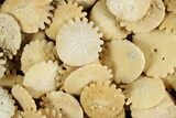1" Fossil Sand Dollars (Heliophora) - Morocco - Photo 4